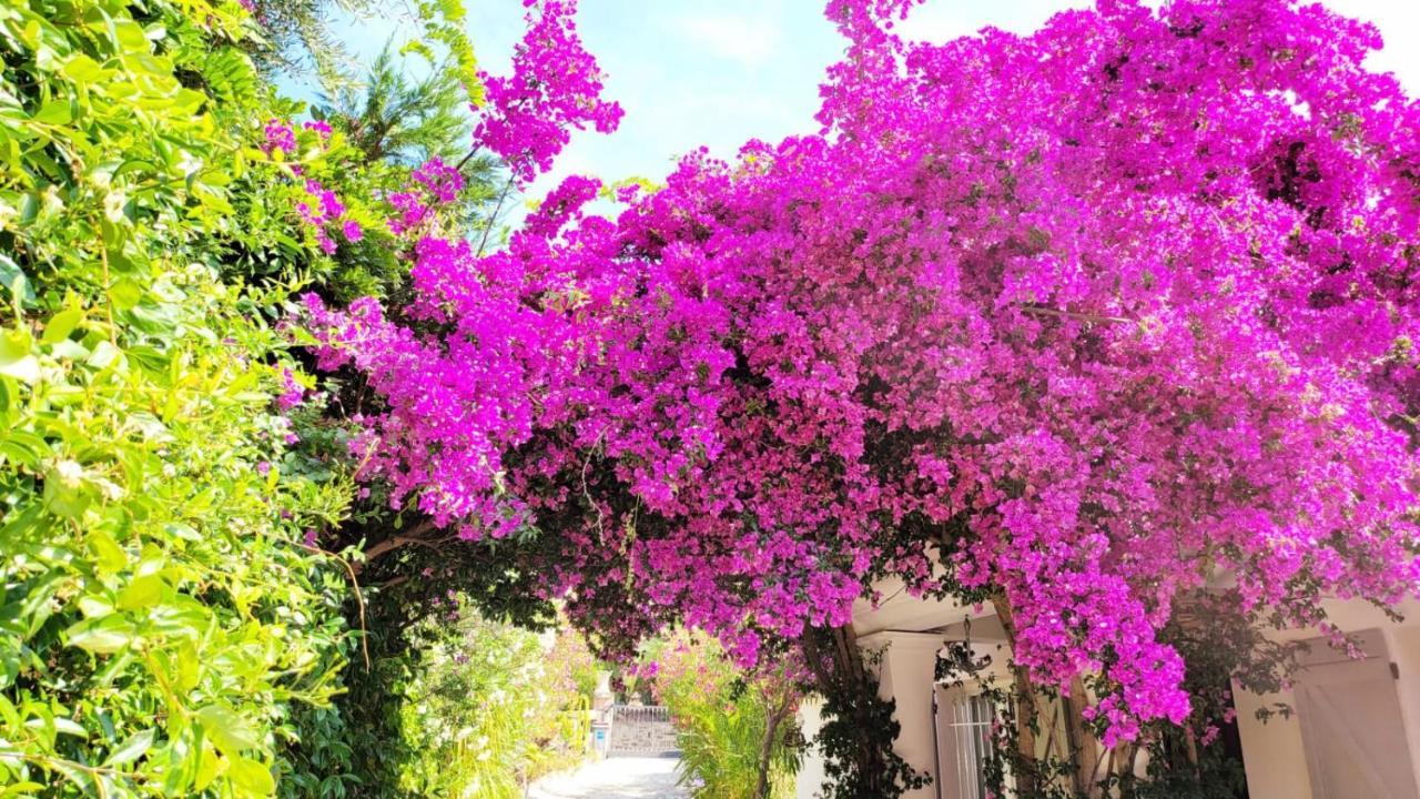 Villa Provencale A Sainte Maxime, Golf De Saint Tropez Kültér fotó